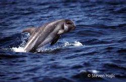 Playful Baby Rissos dolphin off La jolla California. by Steven Hajic 